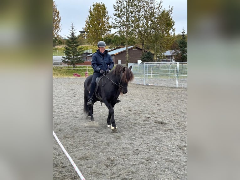 Islandpferd Wallach 10 Jahre 148 cm Schwarzbrauner in Friedberg