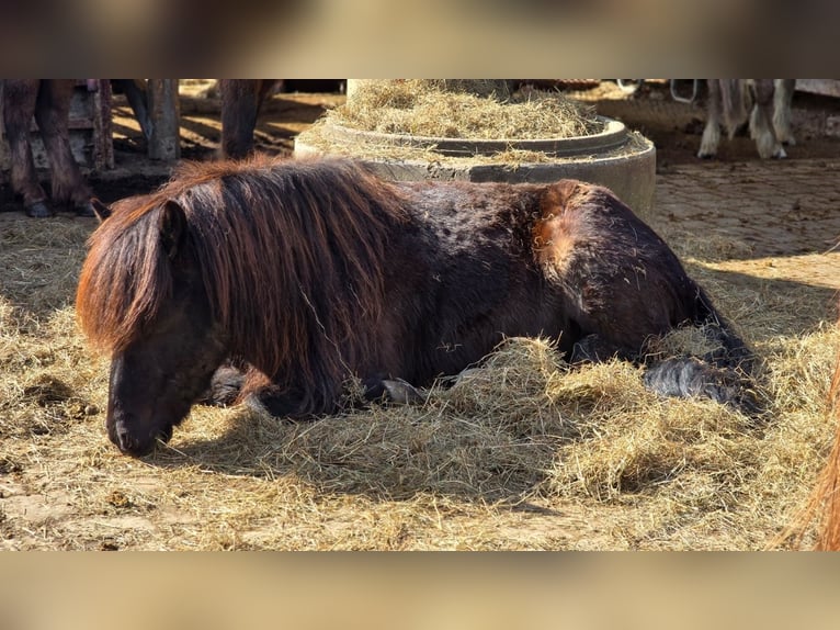 Islandpferd Wallach 10 Jahre 148 cm Schwarzbrauner in Friedberg