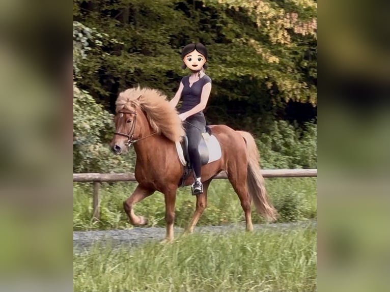 Islandpferd Wallach 10 Jahre 150 cm Fuchs in Königswinter