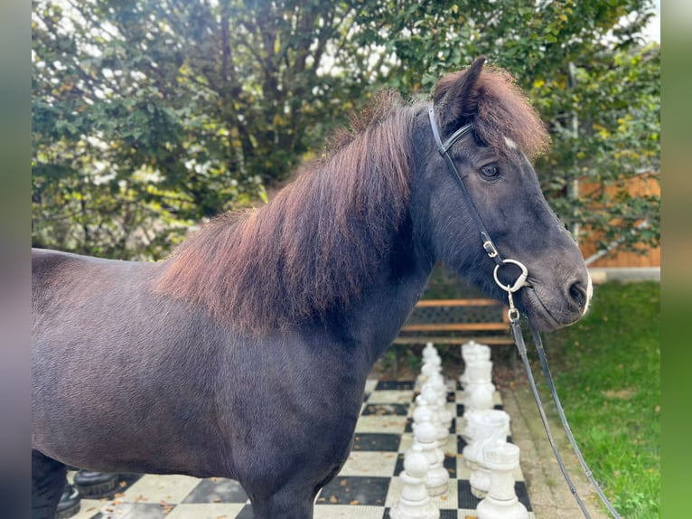 Islandpferd Wallach 10 Jahre 150 cm Rappe in Rauris