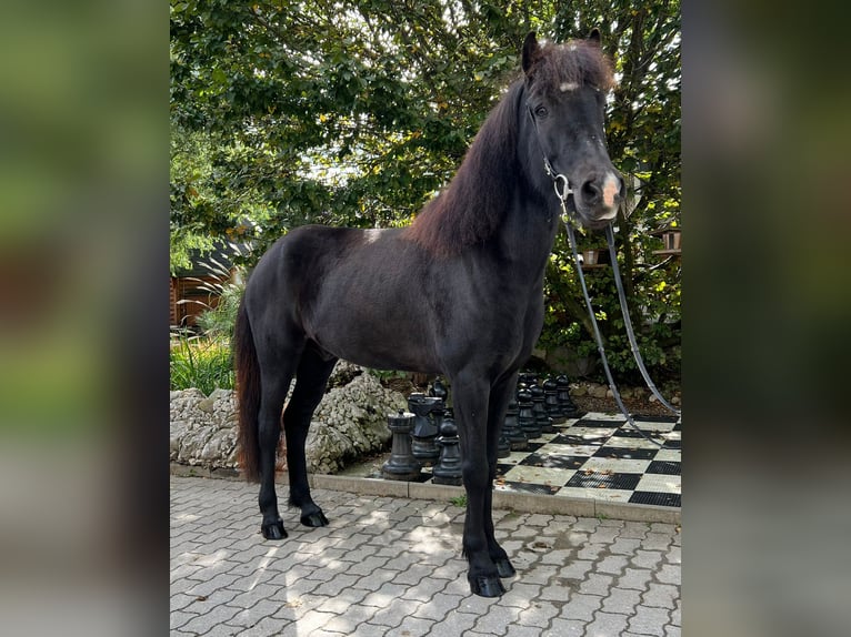Islandpferd Wallach 10 Jahre 150 cm Rappe in Rauris