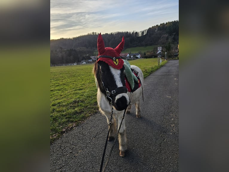 Islandpferd Wallach 10 Jahre  in Fürth