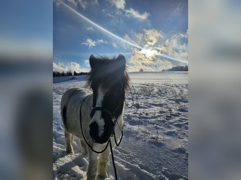 Islandpferd Wallach 10 Jahre  in Fürth