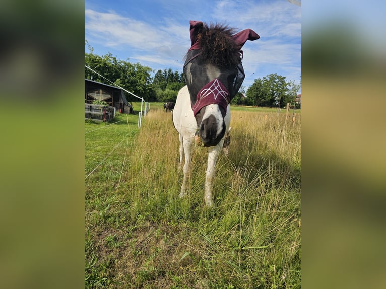 Islandpferd Wallach 10 Jahre  in Fürth