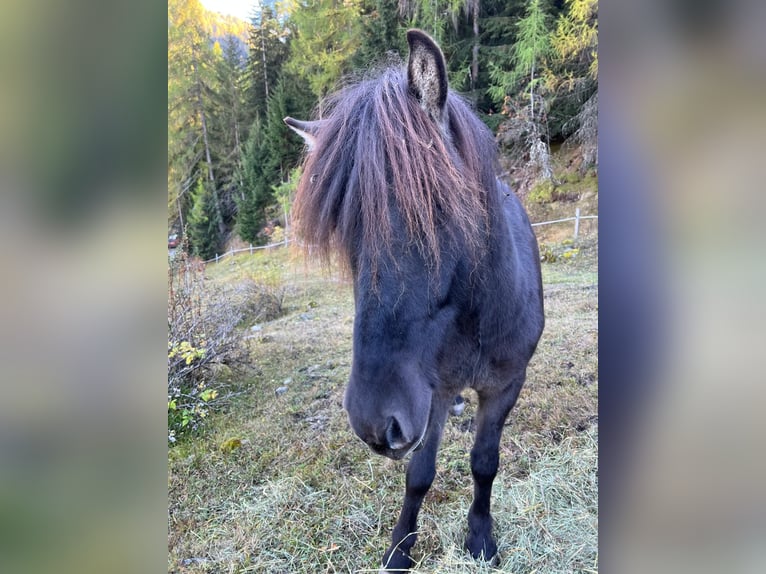 Islandpferd Wallach 10 Jahre in Sta. Maria Val M&#xFC;stair
