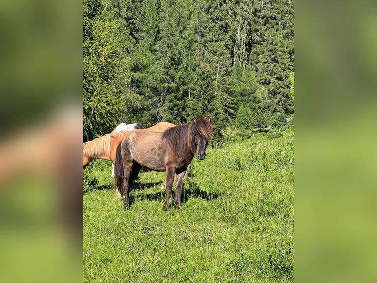 Islandpferd Wallach 10 Jahre in Sta. Maria Val M&#xFC;stair