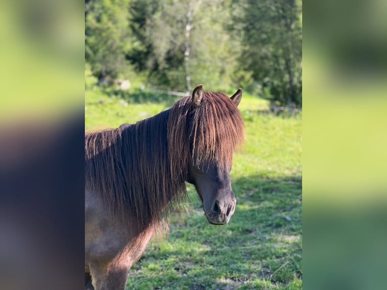 Islandpferd Wallach 10 Jahre in Sta. Maria Val M&#xFC;stair