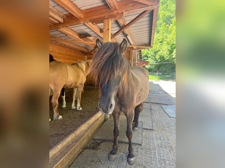 Islandpferd Wallach 10 Jahre in Sta. Maria Val M&#xFC;stair