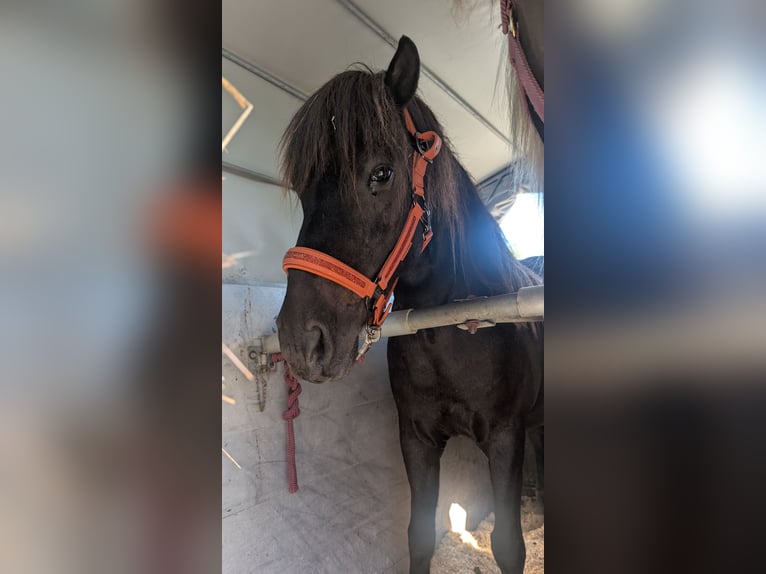 Islandpferd Wallach 11 Jahre 135 cm Rappe in Moorenweis