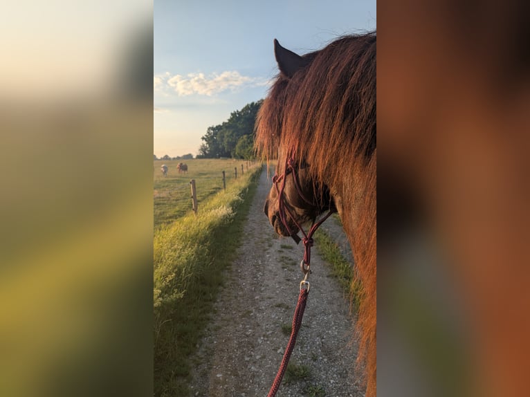 Islandpferd Wallach 11 Jahre 135 cm Rappe in Moorenweis