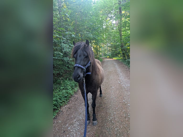 Islandpferd Wallach 11 Jahre 135 cm Rappe in Moorenweis