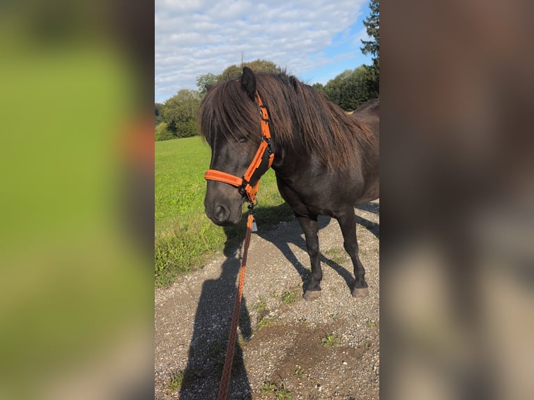 Islandpferd Wallach 11 Jahre 135 cm Rappe in Moorenweis