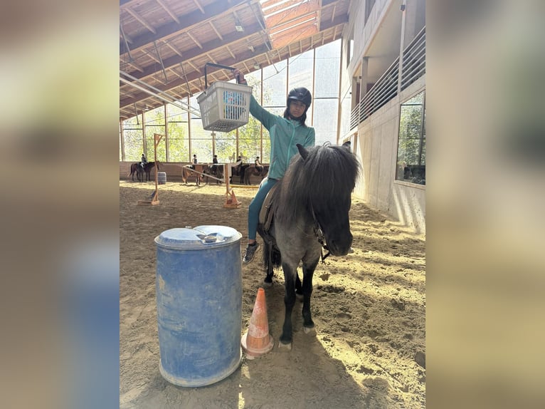 Islandpferd Wallach 11 Jahre 135 cm Roan-Blue in Sonntag