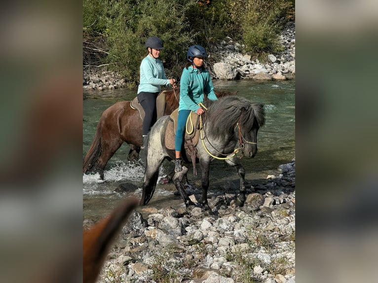Islandpferd Wallach 11 Jahre 135 cm Roan-Blue in Sonntag