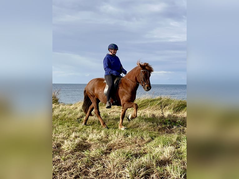Islandpferd Wallach 11 Jahre 137 cm Dunkelfuchs in Hohenfelde
