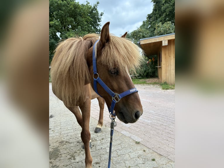 Islandpferd Wallach 11 Jahre 137 cm Fuchs in Melle