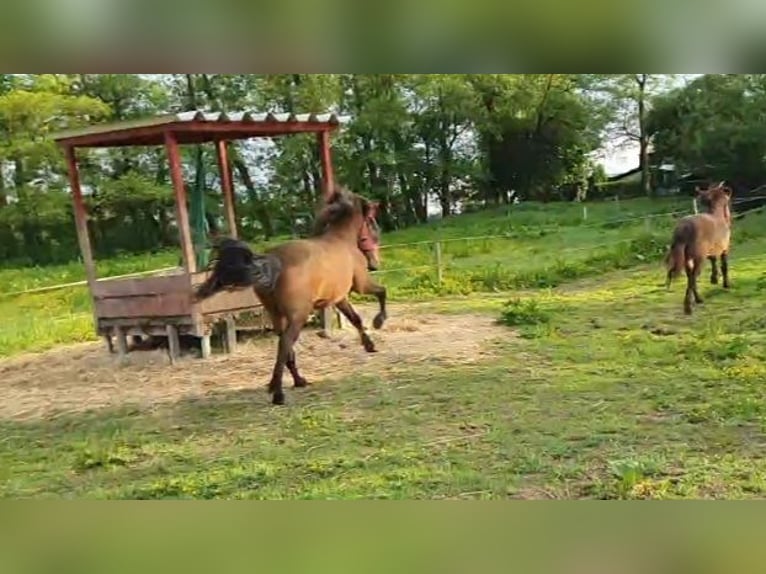 Islandpferd Wallach 11 Jahre 138 cm Brauner in Neuendorf