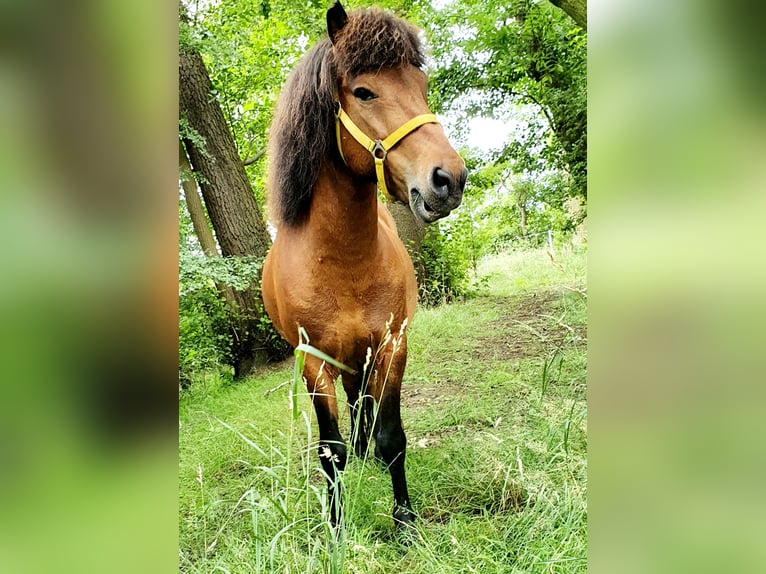 Islandpferd Wallach 11 Jahre 138 cm Brauner in Neuendorf