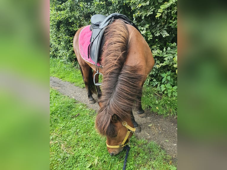 Islandpferd Wallach 11 Jahre 138 cm Brauner in Neuendorf