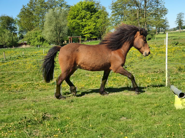 Islandpferd Wallach 11 Jahre 138 cm Brauner in Neuendorf