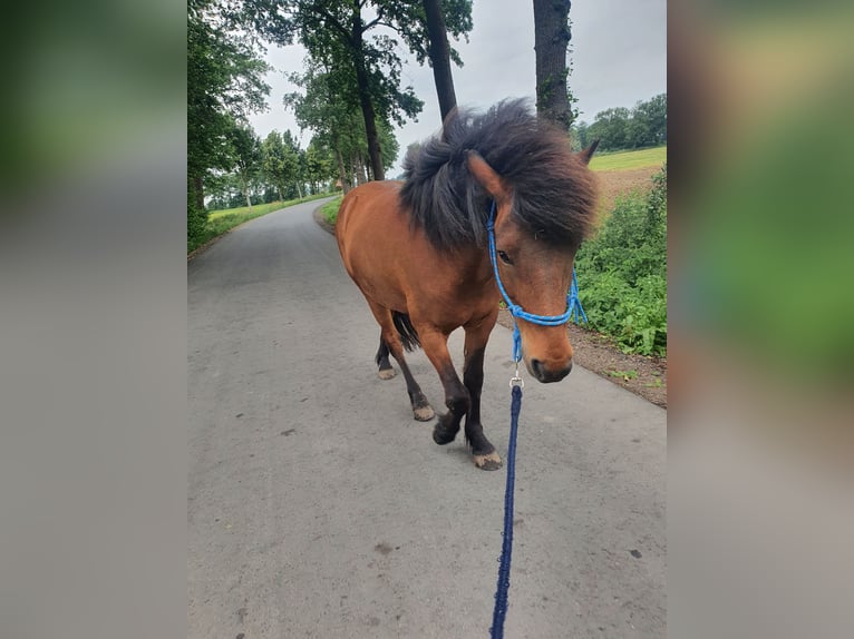 Islandpferd Wallach 11 Jahre 138 cm Brauner in Neuendorf