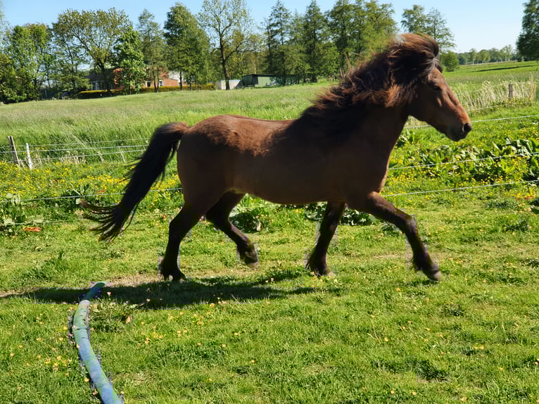 Islandpferd Wallach 11 Jahre 138 cm Brauner in Neuendorf