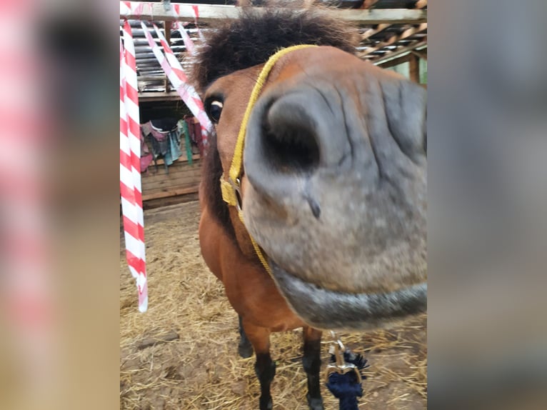 Islandpferd Wallach 11 Jahre 138 cm Brauner in Neuendorf