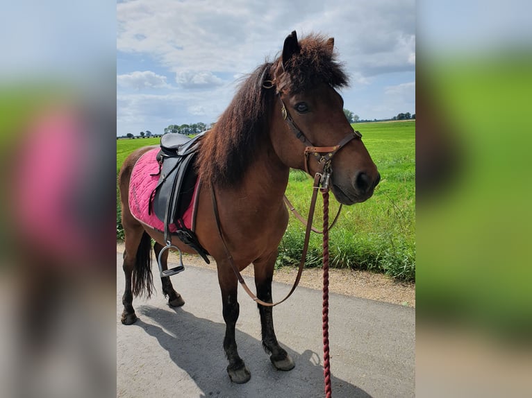 Islandpferd Wallach 11 Jahre 138 cm Brauner in Neuendorf