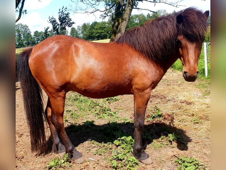 Islandpferd Wallach 11 Jahre 138 cm Brauner in Neuendorf