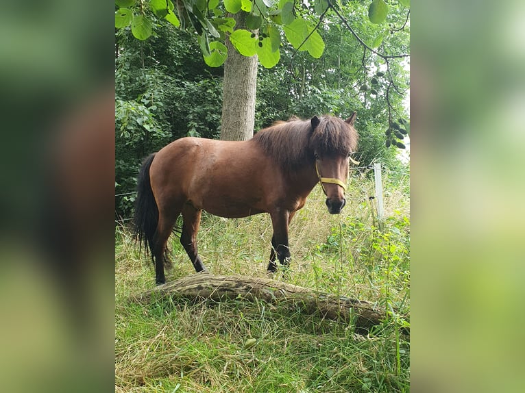 Islandpferd Wallach 11 Jahre 138 cm Brauner in Neuendorf