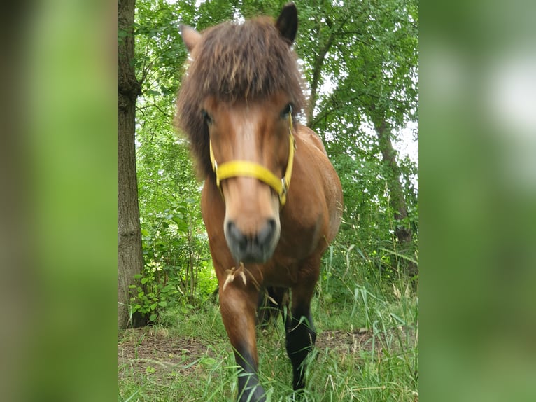 Islandpferd Wallach 11 Jahre 138 cm Brauner in Neuendorf