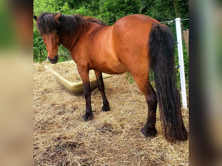 Islandpferd Wallach 11 Jahre 138 cm Brauner in Neuendorf