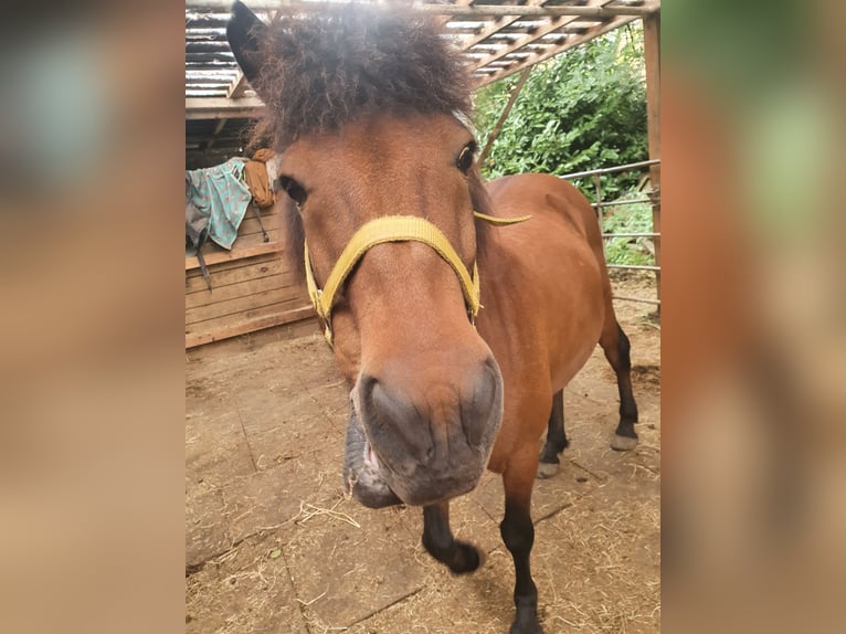 Islandpferd Wallach 11 Jahre 138 cm Brauner in Neuendorf