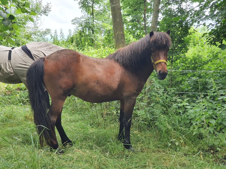 Islandpferd Wallach 11 Jahre 138 cm Brauner in Neuendorf