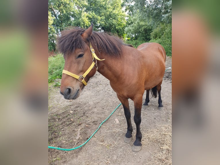 Islandpferd Wallach 11 Jahre 138 cm Brauner in Neuendorf