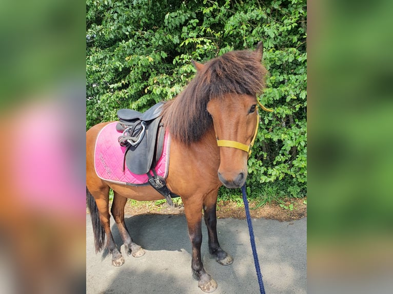 Islandpferd Wallach 11 Jahre 138 cm Brauner in Neuendorf