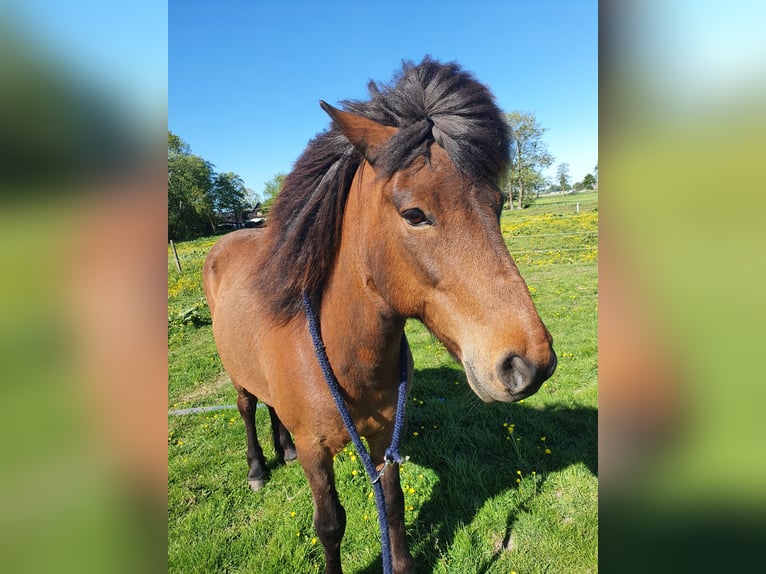 Islandpferd Wallach 11 Jahre 138 cm Brauner in Neuendorf