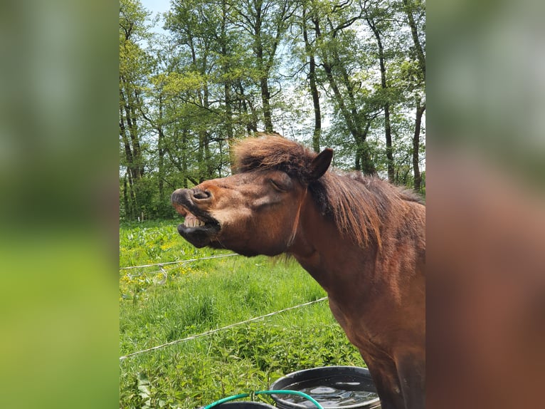 Islandpferd Wallach 11 Jahre 138 cm Brauner in Neuendorf