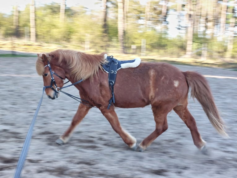 Islandpferd Wallach 11 Jahre 138 cm Fuchs in Buchholz in der Nordheide