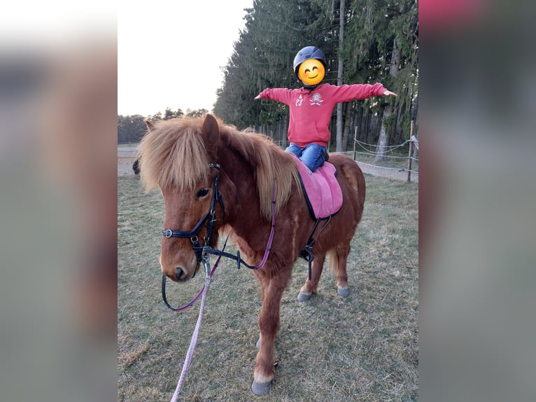 Islandpferd Wallach 11 Jahre 138 cm Fuchs in Buchholz in der Nordheide
