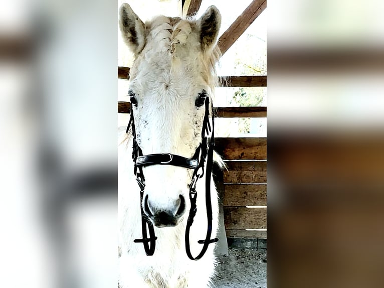 Islandpferd Wallach 11 Jahre 138 cm Schimmel in Westerburg