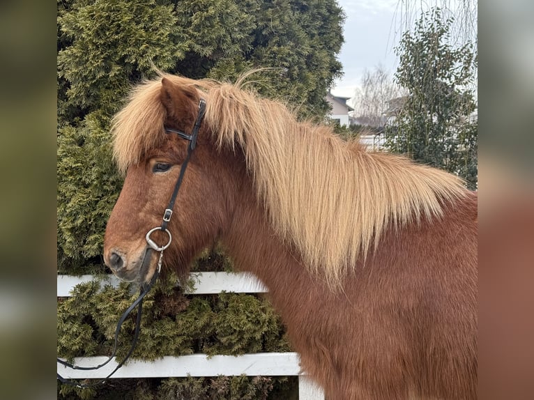 Islandpferd Wallach 11 Jahre 139 cm Fuchs in Lochen am See