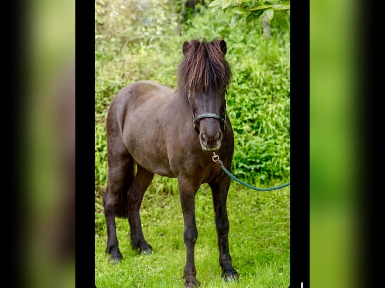 Islandpferd Wallach 11 Jahre 139 cm Rappe in Bad Driburg