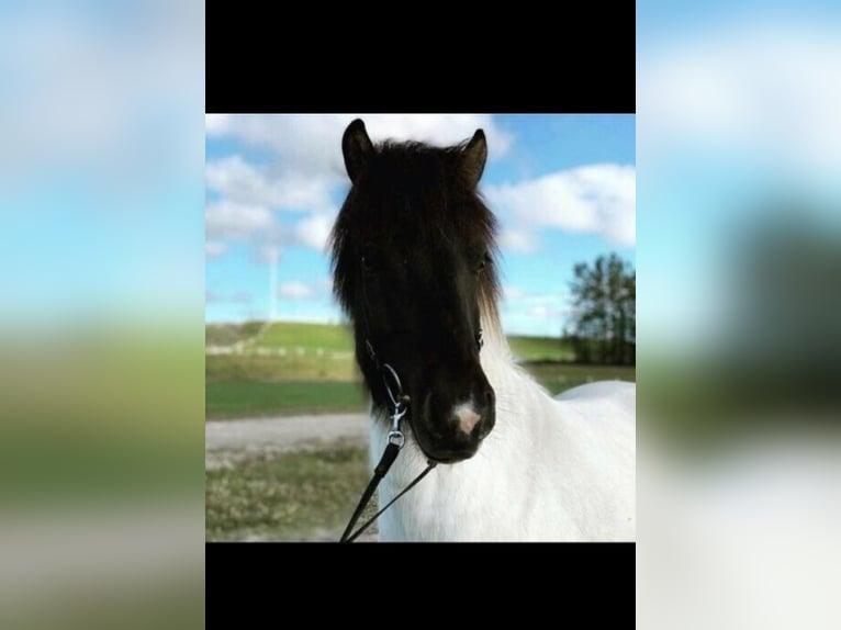 Islandpferd Wallach 11 Jahre 139 cm Schecke in K&#xFC;rten