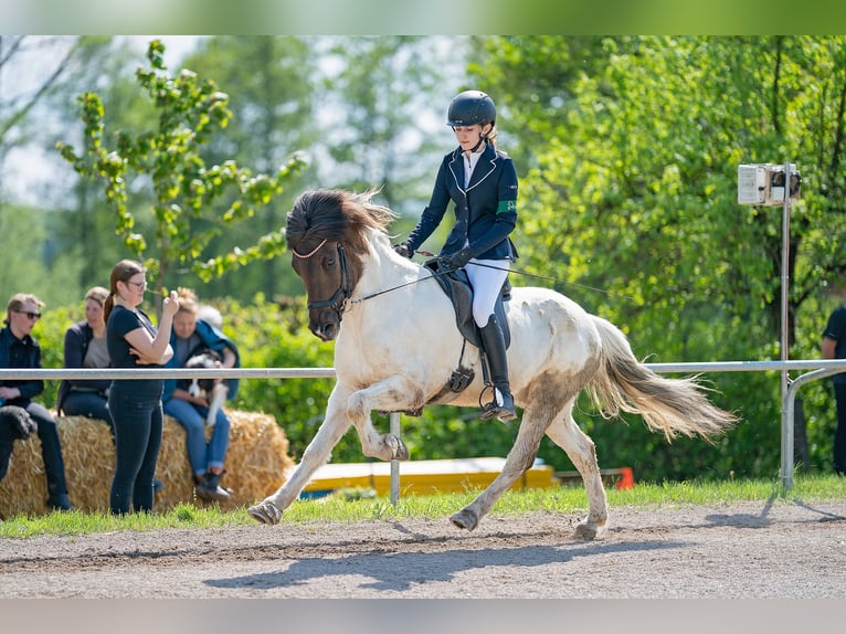 Islandpferd Wallach 11 Jahre 139 cm Schecke in K&#xFC;rten