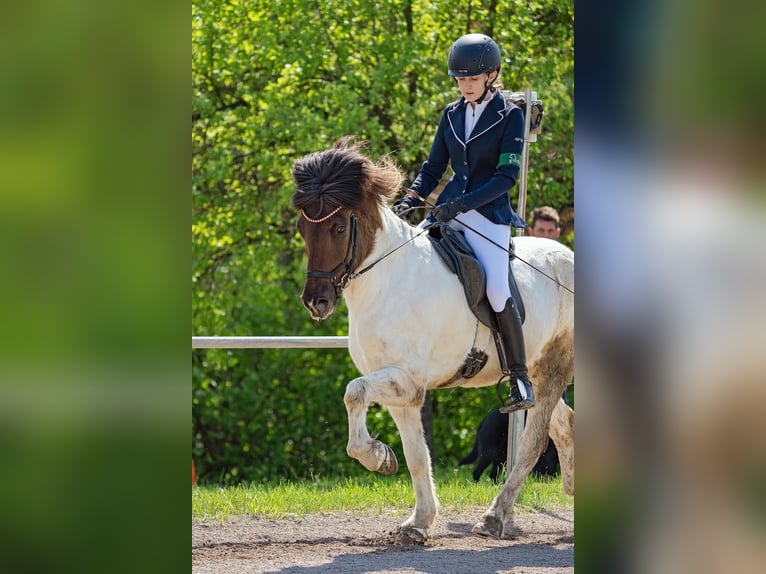 Islandpferd Wallach 11 Jahre 139 cm Schecke in K&#xFC;rten