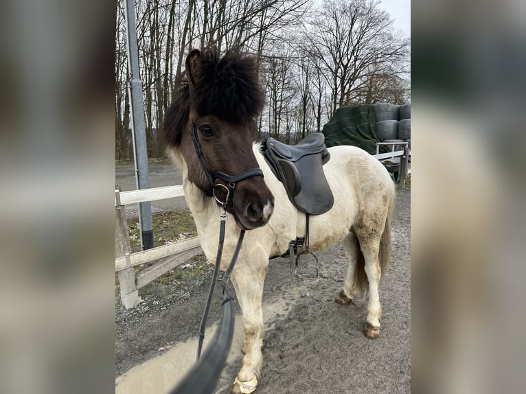 Islandpferd Wallach 11 Jahre 139 cm Schecke in K&#xFC;rten