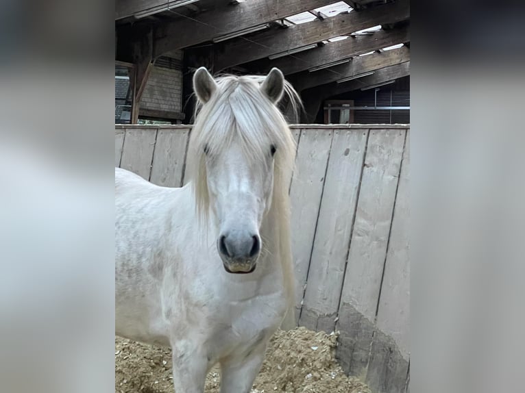 Islandpferd Wallach 11 Jahre 140 cm in Brüggen