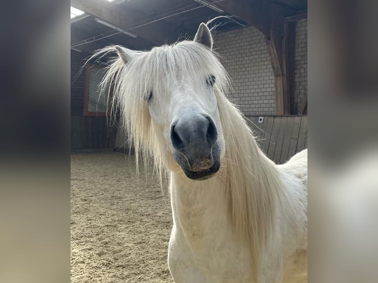 Islandpferd Wallach 11 Jahre 140 cm in Brüggen