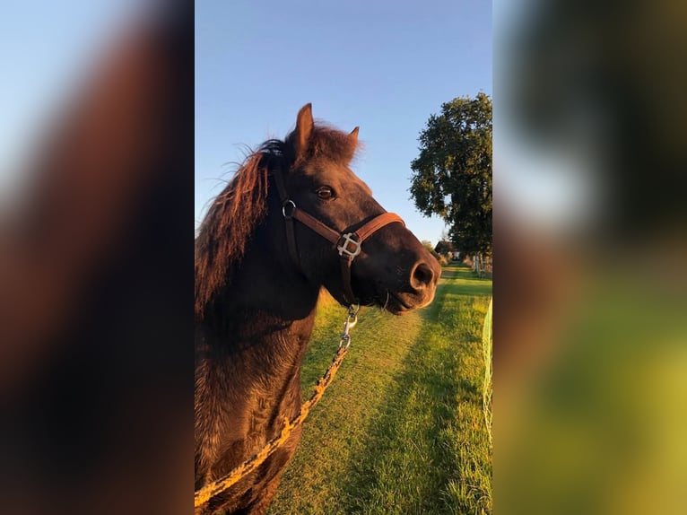 Islandpferd Wallach 11 Jahre 140 cm Rappe in Altenkirchen